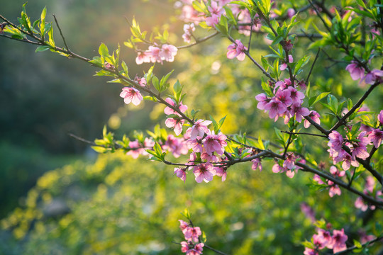 桃花