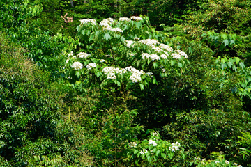 山花烂漫