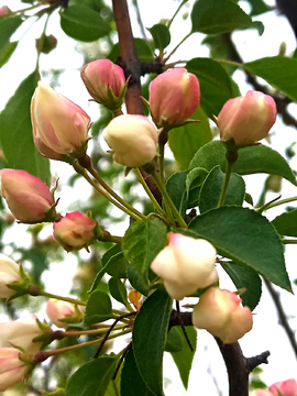 苹果花