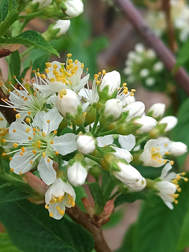 苹果花