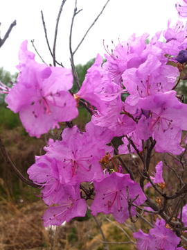 杜鹃花