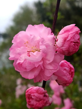 榆叶梅花