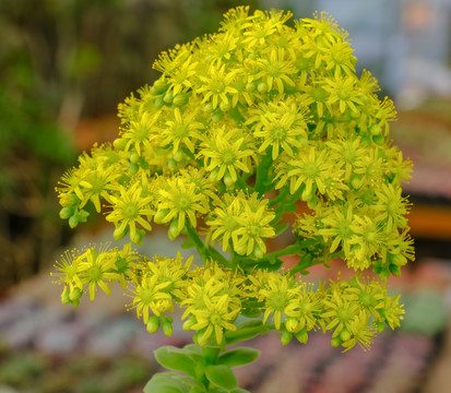 多肉法师开花