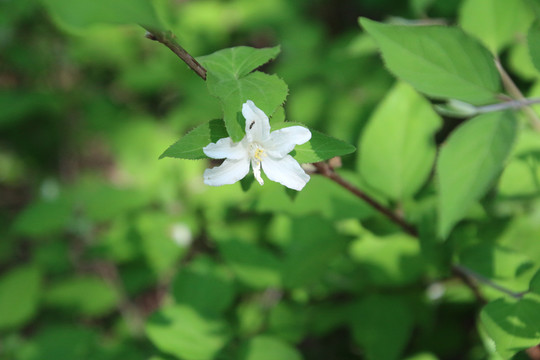 野外的白花