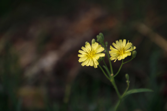 草地上的黄花