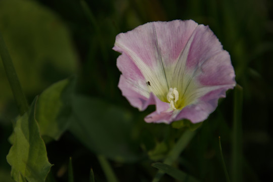 牵牛花