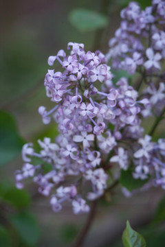 丁香花