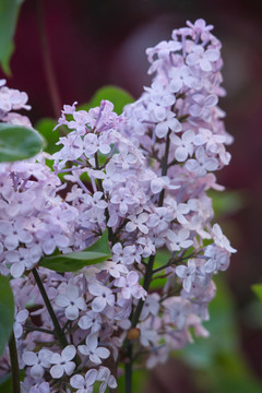 丁香花