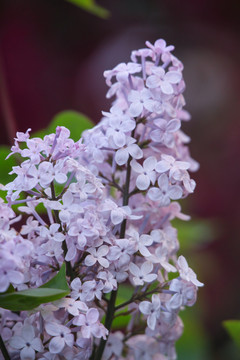 丁香花