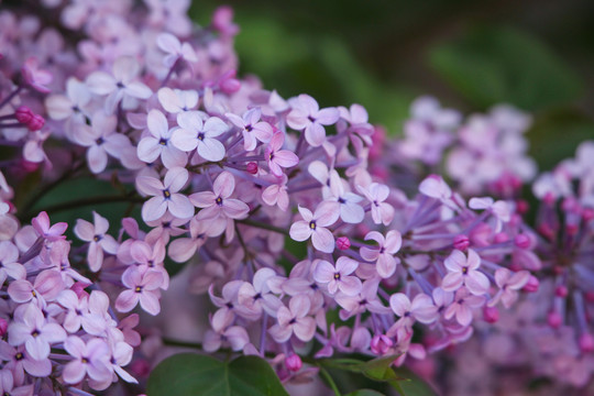 丁香花