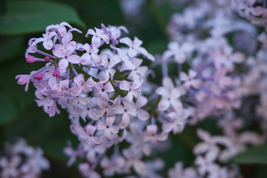 紫丁香花