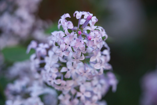 紫色丁香花