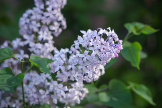 丁香花