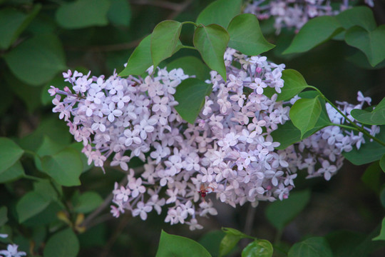 紫丁香花