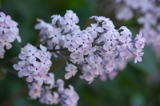 丁香花