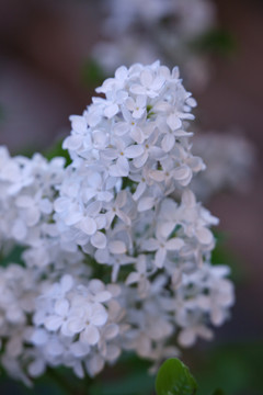 丁香花