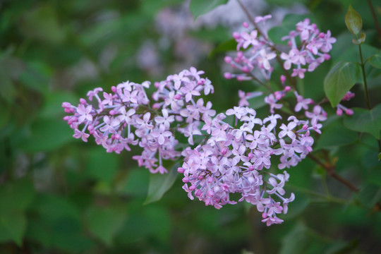 丁香花