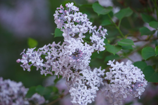 丁香花