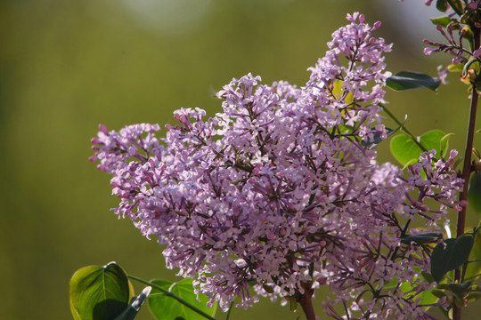 紫色丁香花