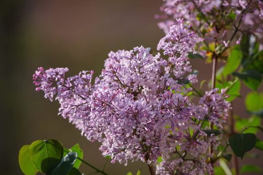 丁香花