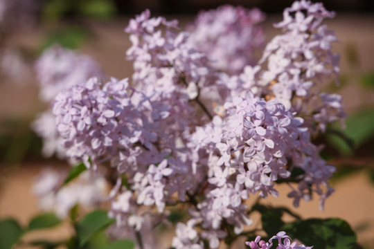 丁香花