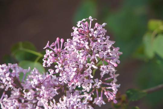 丁香花