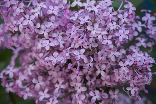 紫色丁香花