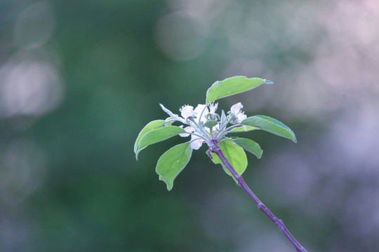 果树花开