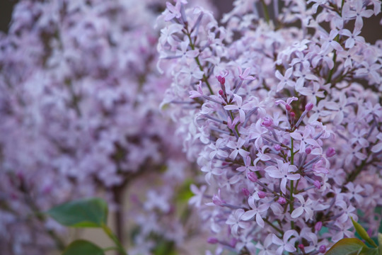 丁香花