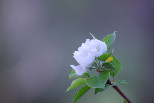 果树花开