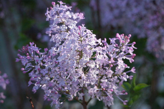 丁香花