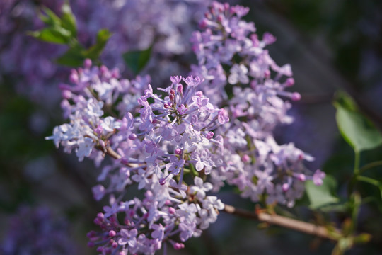 丁香花