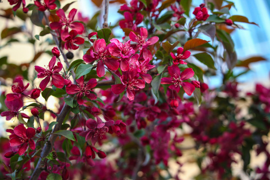 春暖花开