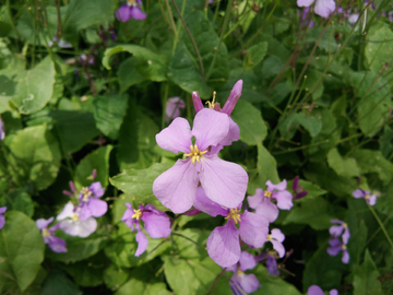 花蕊