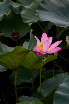 荷花河塘