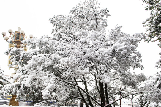 雪中树木