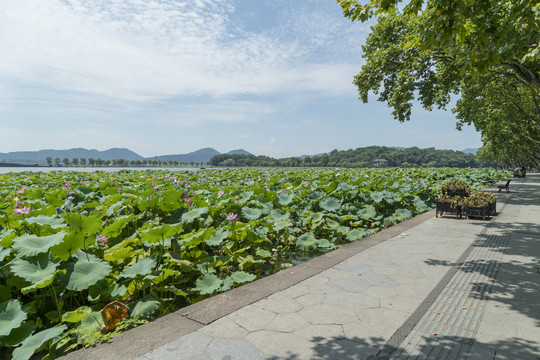 西湖山水