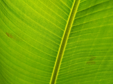 香蕉绿叶片段