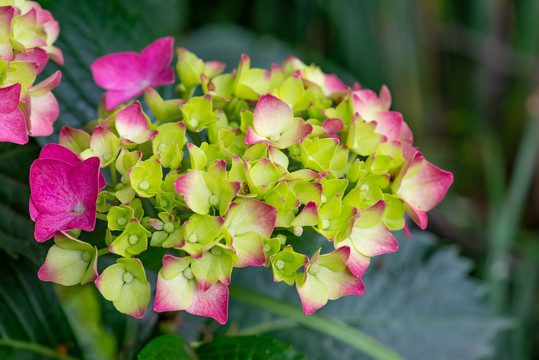 绣球花