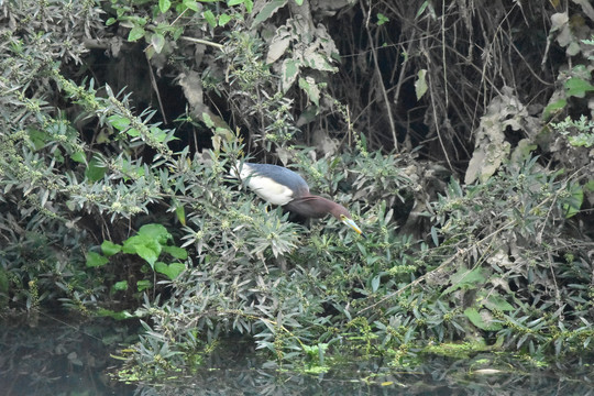 池鹭