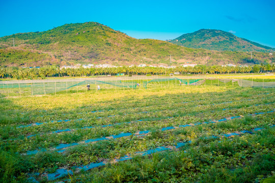 农林菜地