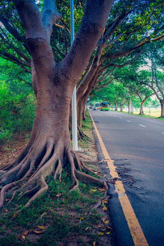 路边榕树