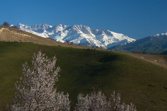 山花