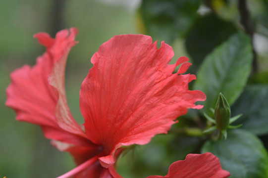 朱槿花瓣局部