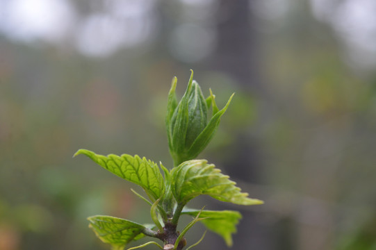 扶桑花蕾