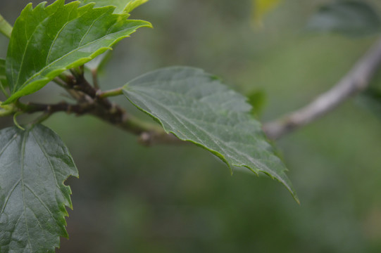 桑槿