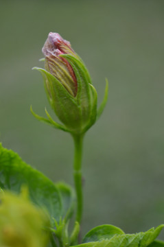 扶桑花苞