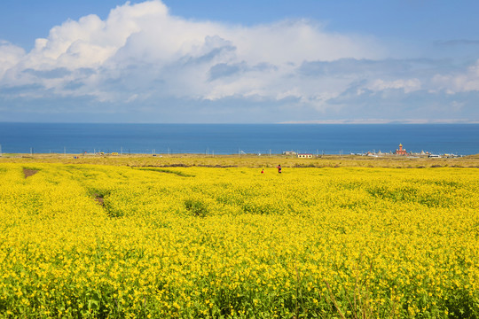 青海留念油菜花田园美景