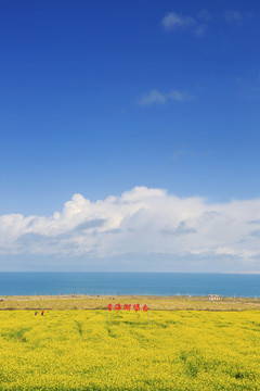 青海留念油菜花田园美景