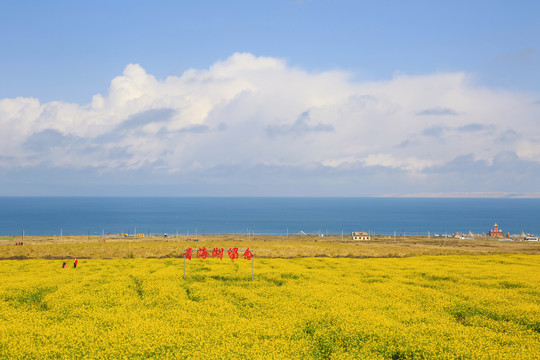 青海留念油菜花美景